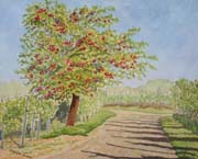 Campagna ghemmese in regione Baraggiole-Countryside of Ghemme,Baraggiole zone