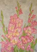 Blooming gladioluse - Gladioli in fiore