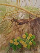 Blooming primrose - Primule in fiore PRIVATE COLLECTION-COLLEZIONE PRIVATA
